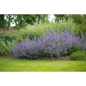 Mirrinminttu Mihkel Saar Puukool Walker's Low