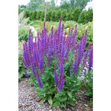 Lehtosalvia Mihkel Saar Puukool Ostfriesland