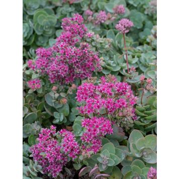 Turkestaninmaksaruoho Mihkel Saar Puukool Bright Pink P12