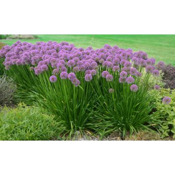 Laukka Mihkel Saar Puukool Millenium