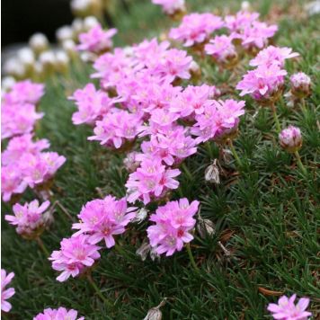 Mätäslaukkaneilikka Armeria juniperifolia New Zealand Form