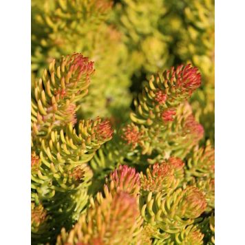 Kalliomaksaruoho Mihkel Saar Angelina P12/P15