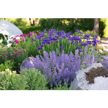 Mirrinminttu Mihkel Saar Puukool Junior Walker