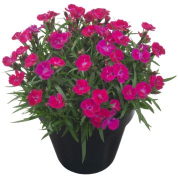 Neilikka Dianthus Tiiu