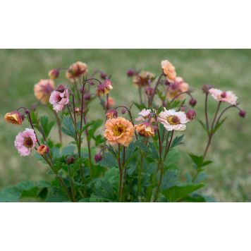 Kellukka Mihkel Saar Mai Tai C2/P15