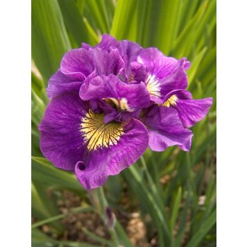 Loistokurjenmiekka Double Standard