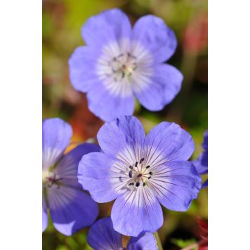 Jalokurjenpolvi Mihkel Saar Rozanne® C2 / P17