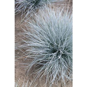 Sininata Mihkel Saar Puukool Elijah Blue