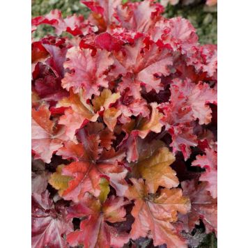 Keijunkukka Heuchera Boysenberry C2