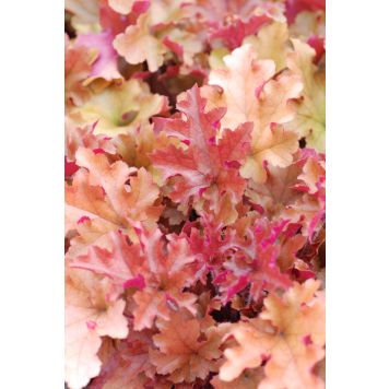 Keijunkukka Mihkel Saar Marmelade® C2 / P17