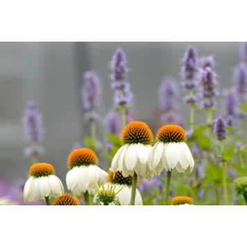 Tarhapunahattu Echinacea Purpurea Alba