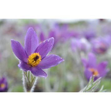 Tarhakylmänkukka Mihkel Saar Puukool