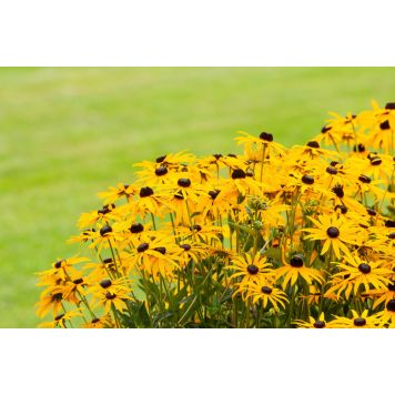 Loistopäivänhattu Mihkel Saar Puukool Goldsturm