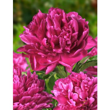 Jalopioni Karl Rosenfield