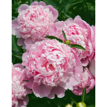 Jalopioni Sarah Bernhardt