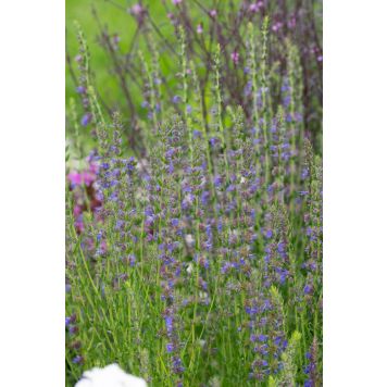 IISOPPI HYSSOPUS OFFICINALIS