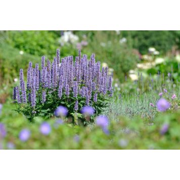 Iisoppi Agastache Blue Fortune