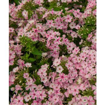 Syysleimu Phlox Paniculata Early Pink Candy