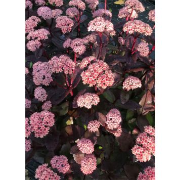 Maksaruoho Sedum Black Knight