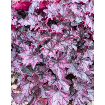 Keijunkukka Mihkel Saar Mulberry P15