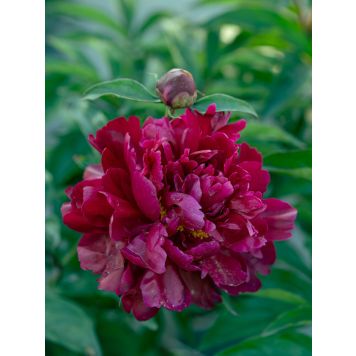 Jalopioni Peter Brand