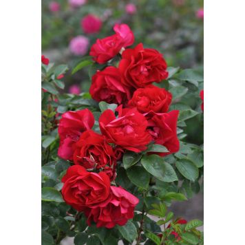 Puistoruusu Rosa Hansaland