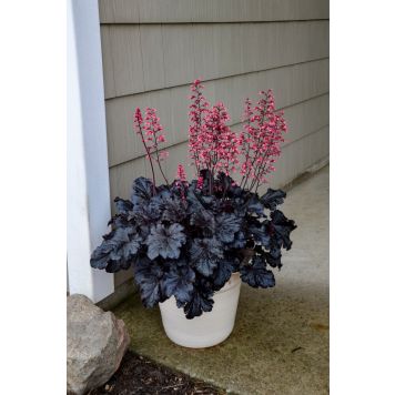 Keijunkukka Mihkel Saar Timeless Night P15