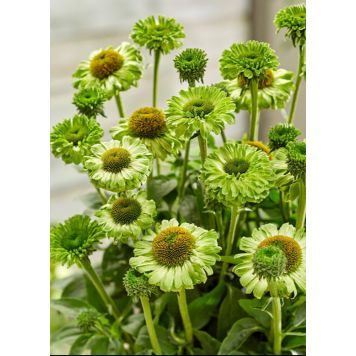 Tarhapunahattu SunSeekers Apple Green