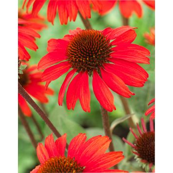 Tarhapunahattu Red Improved