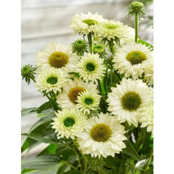 Tarhapunahattu White Perfection