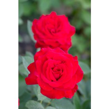 Isokukkainen teehybridi-ruusu Störtebeker