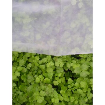 Tuhohyönteisverkko 7 m²