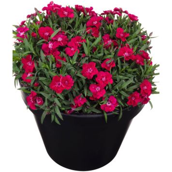Neilikka Dianthus Sherise