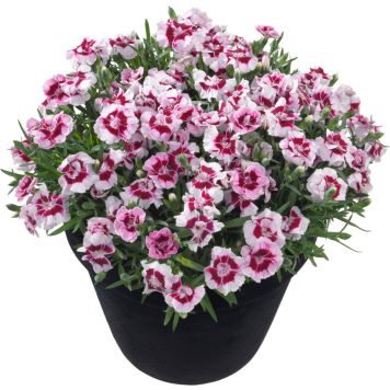 Neilikka Dianthus Keylee