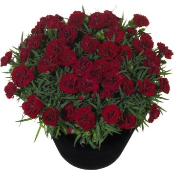 Neilikka Dianthus Desire