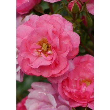 Peittoruusu Heidetraum