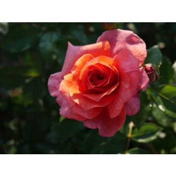 Köynnösruusu Naranga