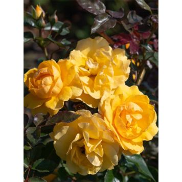 Ruusu Friendship Forever C4