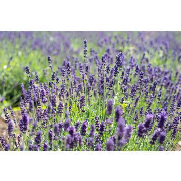 Tähkälaventeli Lavandula Angustifolia Munstead