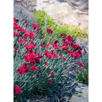 Tarhavuorineilikka Dianthus gratianopolitanus Rubin P12