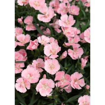 Neilikka Dianthus Freya P12