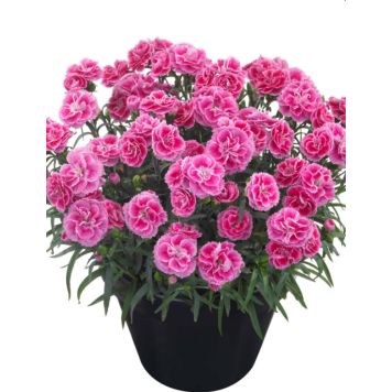 Neilikka Dianthus Odessa Twiggy P12