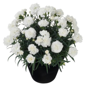 Neilikka Dianthus Odessa Pure White P12