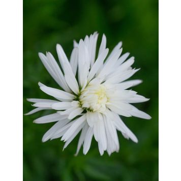 Reunusasteri Dumosus Kristina