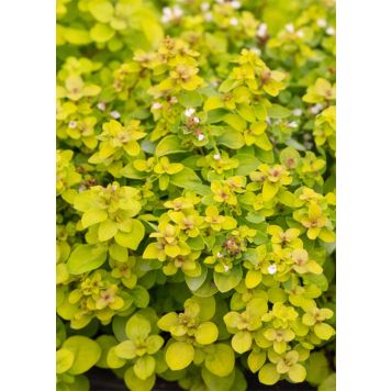 Mäkimeirami Origanum vulgare Golden Shine C1,4
