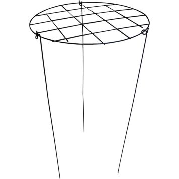 Kasvituki ristikolla
