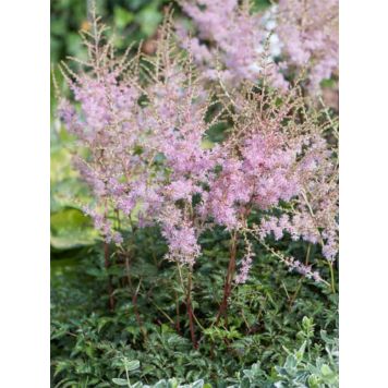 Sulkajaloangervo Astilbe simplicifolia Hennie Graafland