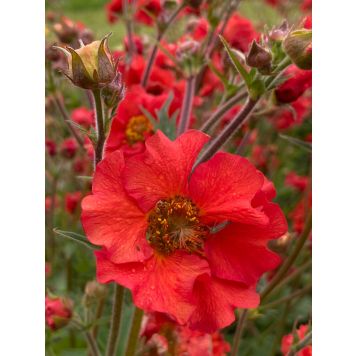 Kellukka Geum Fiery Tempest