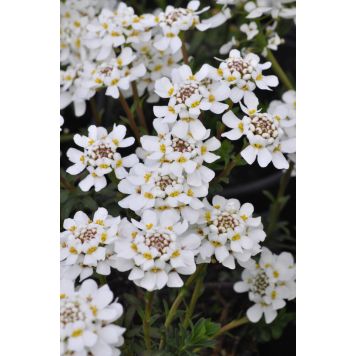 Talvisaippo Iberis Sempervirens Fishbeck