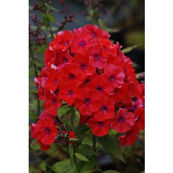 Syysleimu Phlox Paniculata Starfire